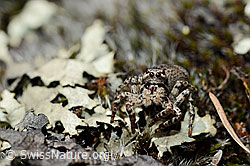 V-Fleck-Springspinne (Aelurillus v-insignitus) (24.05.2020, C161887)