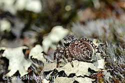 V-Fleck-Springspinne (Aelurillus v-insignitus). Weibchen (24.05.2020, C161889)