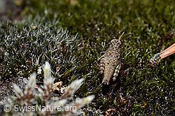 Photo: Oedipoda caerulescens