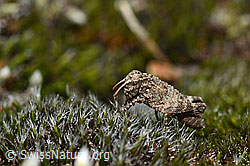 Photo: Oedipoda caerulescens