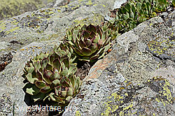 Echte Hauswurz (Sempervivum tectorum) (24.05.2020, C161978)