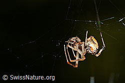 Spinne (24.05.2020, C161994)
