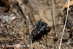 Schwarzer Wollschweber (Bombylius ater) (C162007)