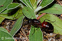 Rossameise (Camponotus cruentatus) (24.05.2020, C162038)