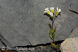 Alpen-Gänsekresse (Arabis alpina) (C162293) Alpen-Gänsekresse (Arabis alpina) (C162293)