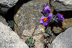 Alpen-Leinkraut (Linaria alpina) (C162304) Alpen-Leinkraut (Linaria alpina) (C162304)