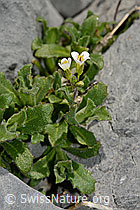 Alpen-Gänsekresse (Arabis alpina) (29.05.2020, C162324)