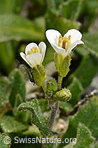 Alpen-Gänsekresse (Arabis alpina) (29.05.2020, C162324a)