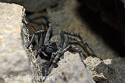 Pardosa saturatior (Wolfsspinnenart) (29.05.2020, C162330)