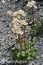 Alpen-Pestwurz (Petasites paradoxus) (C162411)