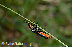 Schwarzer Sumpf-Weichkäfer (Cantharis paludosa) (C162425) Schwarzer Sumpf-Weichkäfer (Cantharis paludosa) (C162425)