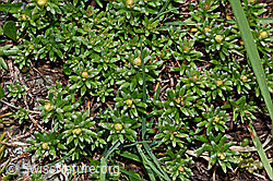 Foto: Bewimperter Steinbrech (Saxifraga aizoides)