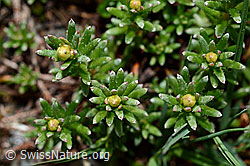 Foto: Bewimperter Steinbrech (Saxifraga aizoides)