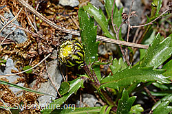 Hallers Margerite (Leucanthemopsis halleri) (05.2020, C162451)