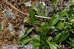 Hallers Margerite (Leucanthemopsis halleri) (05.2020, C162452)