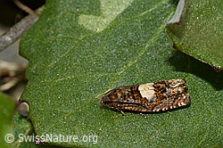 Huflattich-Wickler (Epiblema sticticana) (05.2020, C162465)