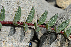 Photo: Oxytropis jacquinii