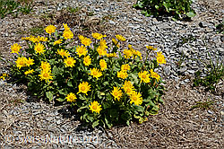 Grossköpfige Gemswurz (Doronicum grandiflorum) (05.2020, C162494)