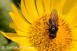 Chloromyia formosa (Waffenfliege) auf Grossköpfiger Gemswurz (Doronicum grandiflorum) (05.2020, C162496)