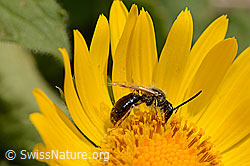 Wald-Schmalbiene (Lasioglossum fratellum) auf Grossköpfiger Gämswurz (Doronicum grandiflorum) (C162498)