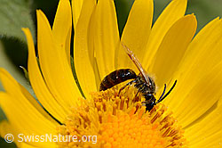 Wald-Schmalbiene (Lasioglossum fratellum) auf Grossköpfiger Gämswurz (Doronicum grandiflorum) (C162499)
