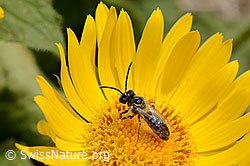 Wald-Schmalbiene (Lasioglossum fratellum) auf Grossköpfiger Gämswurz (Doronicum grandiflorum) (C162501)