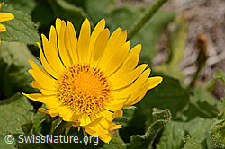 Grossköpfige Gemswurz (Doronicum grandiflorum) (05.2020, C162502)