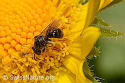 Pippau-Sandbiene (Andrena fulvago)