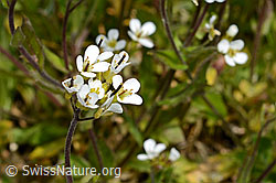Alpen-Gänsekresse (Arabis alpina) (05.2020, C162516)