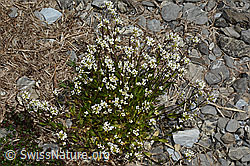 Alpen-Gänsekresse (Arabis alpina) (05.2020, C162518)