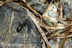 Ameise (Tapinoma erraticum) (C162522)