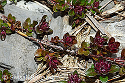 Vielhaariger Thymian (Thymus polytrichus) (C162526)