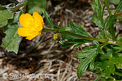 Kriechender Hahnenfuss (Ranunculus repens) (05.2020, C162537)