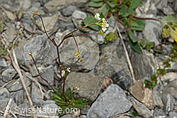 Felsen-Kugelschöttchen (Kernera saxatilis) (C162541)