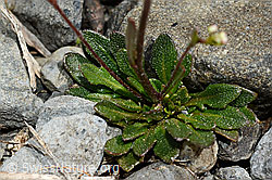 Felsen-Kugelschöttchen (Kernera saxatilis) (05.2020, C162542)