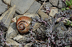 Foto: Gefleckte Schnirkelschnecke (Arianta arbustorum)