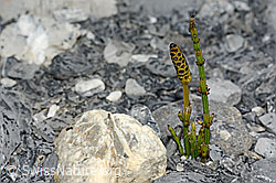 Sumpf-Schachtelhalm (Equisetum palustre) (05.2020, C162564)