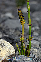 Sumpf-Schachtelhalm (Equisetum palustre) (05.2020, C162565)