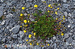 Kriechendes Fingerkraut (Potentilla reptans) (05.2020, C162576)