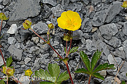 Kriechendes Fingerkraut (Potentilla reptans) (05.2020, C162577)