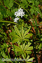 Foto: Echter Waldmeister (Galium odoratum)