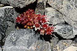 Dunkler Mauerpfeffer (Sedum atratum) (C165746) Dunkler Mauerpfeffer (Sedum atratum) (C165746)