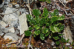 Silberwurz (Dryas octopetala) (23.06.2020, C165748)