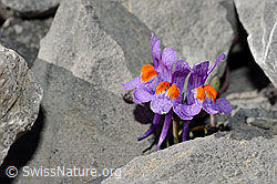Alpen-Leinkraut (Linaria alpina) (C165751) Alpen-Leinkraut (Linaria alpina) (C165751)