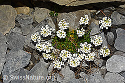 Alpen-Gämskresse (Pritzelago alpina) (C165755) Alpen-Gämskresse (Pritzelago alpina) (C165755)