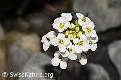 Alpen-Gämskresse (Pritzelago alpina) (C165756) Alpen-Gämskresse (Pritzelago alpina) (C165756)