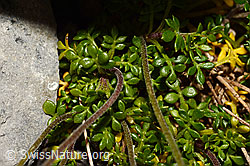 Alpen-Gämskresse (Pritzelago alpina) (C165757) Alpen-Gämskresse (Pritzelago alpina) (C165757)
