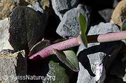 Foto: Kriechendes Täschelkraut (Thlaspi rotundifolium)