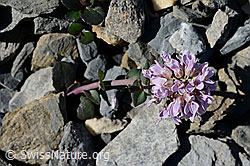 Kriechendes Täschelkraut (Thlaspi rotundifolium) (C165765) Kriechendes Täschelkraut (Thlaspi rotundifolium) (C165765)