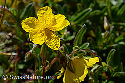 Grossblütiges Sonnenröschen (Helianthemum grandiflorum) (23.06.2020, C165772)